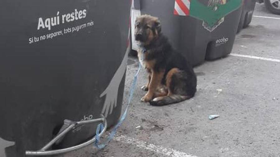 El animal estaba atado al contenedor. FOTO: Policia Local El Vendrell