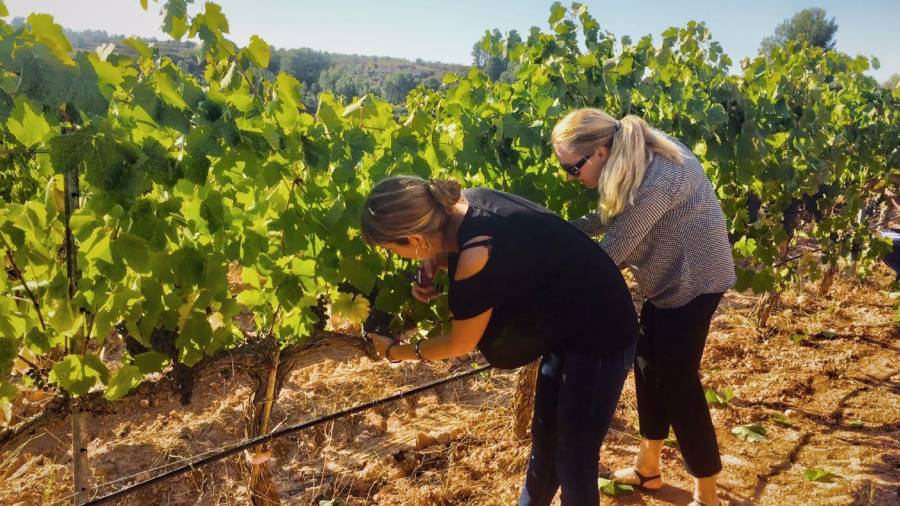 El programa 'Viu la verema' permet als visitants ser viticultors per un dia. Foto: Cedida