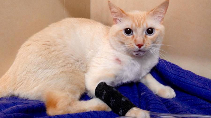 El gato, en la clínica veterinaria recuperándose de algunas de las heridas. FOTO: dt