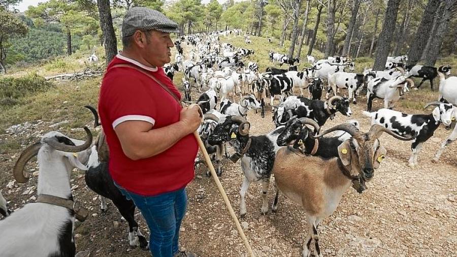 Martí Badoquio, con su rebaño de cabras. FOTO: joan revillas