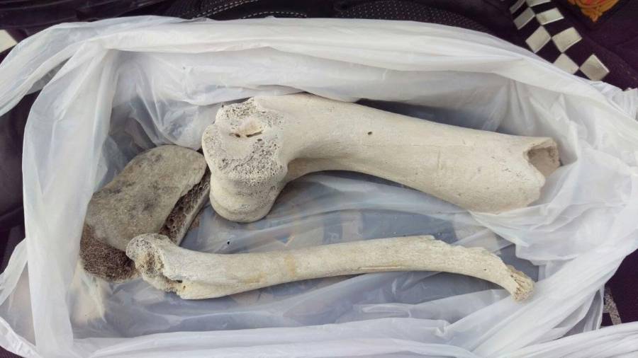 Imagen de algunas de las muestras de huesos que llegaron a La Pineda. FOTO: DT