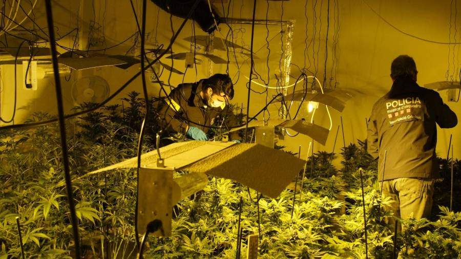 Dos agents, retirant les plantes de marihuana. Foto: Mossos d'Esquadra
