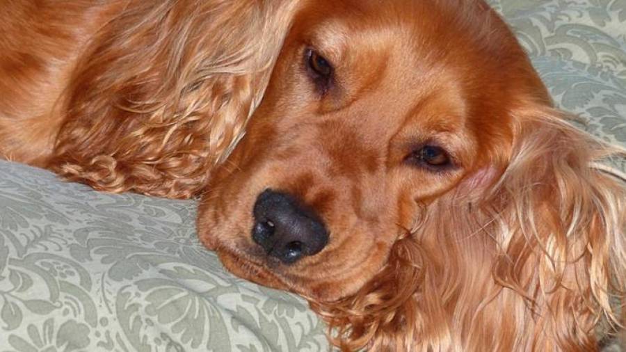 La responsable de esta situación es 'Cucciola' ('Cachorra'), una perra de raza setter de doce años que el pasado mes de febrero tuvo que ser operada por un cáncer de mama. FOTO: EFE