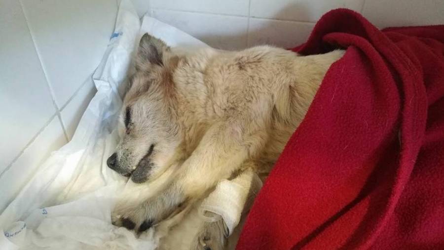 Imagen de la perra rescatada en agosto de 2017 Cuando Mossos preguntaba de quién era.