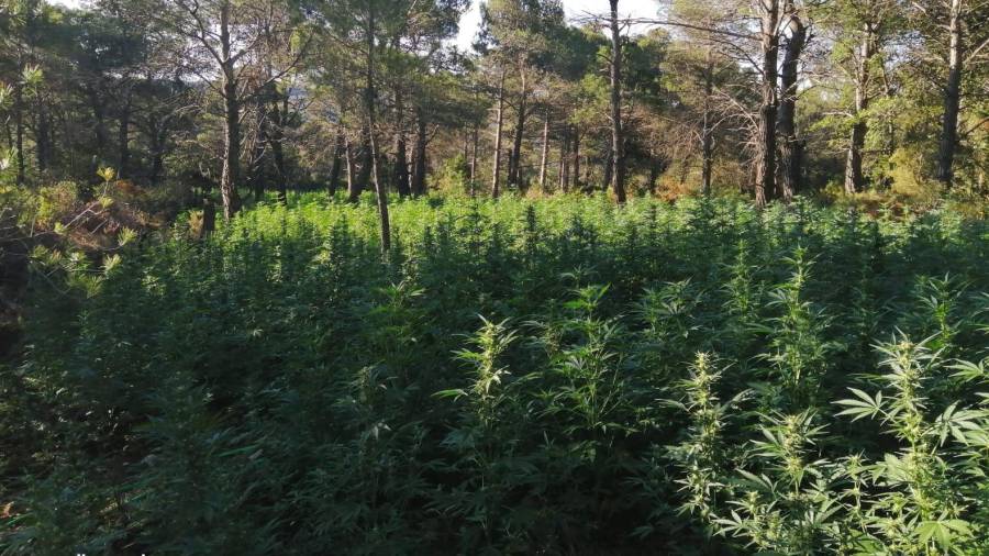 A presó quatre homes per una plantació de 12.341 plantes de marihuana a Querol