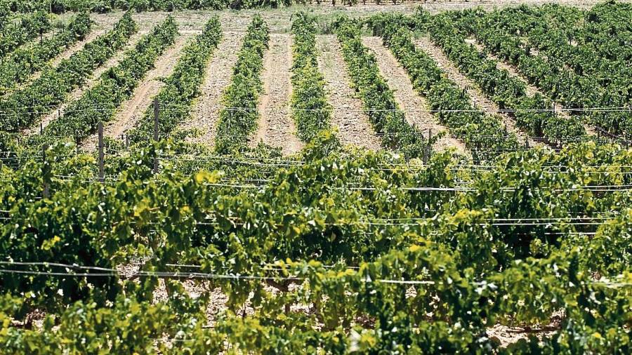 Unió de Pagesos insta Agricultura a ampliar els ajuts del míldiu als viticultors afectats pel cop de calor del 2019. Foto: J. Revillas