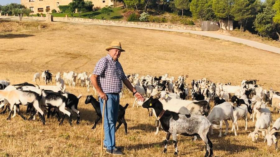 El senyor Salvador Miralles amb el seu ramat de cabra blanca dels Ports. FOTO: SALVADOR MIIRALLES