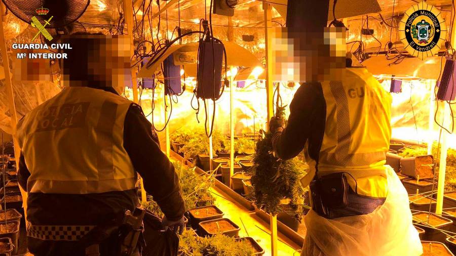La plantación de marihuana en la vivienda.