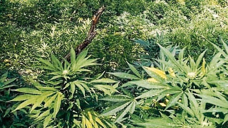Imagen de archivo de una plantación de marihuana decomisada por los Mossos d’Esquadra en verano. FOTO: ACN