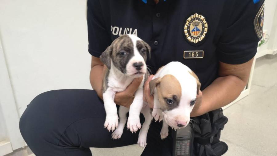 Dos de los cachorros rescatados por el agente.
