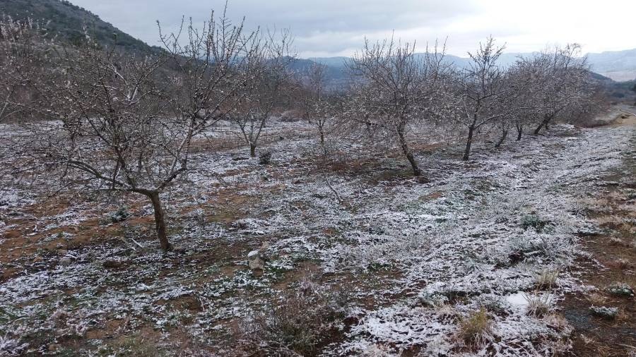 En el interior del Baix Camp los campos se han quedado blancos. Foto: Àngel Juanpere