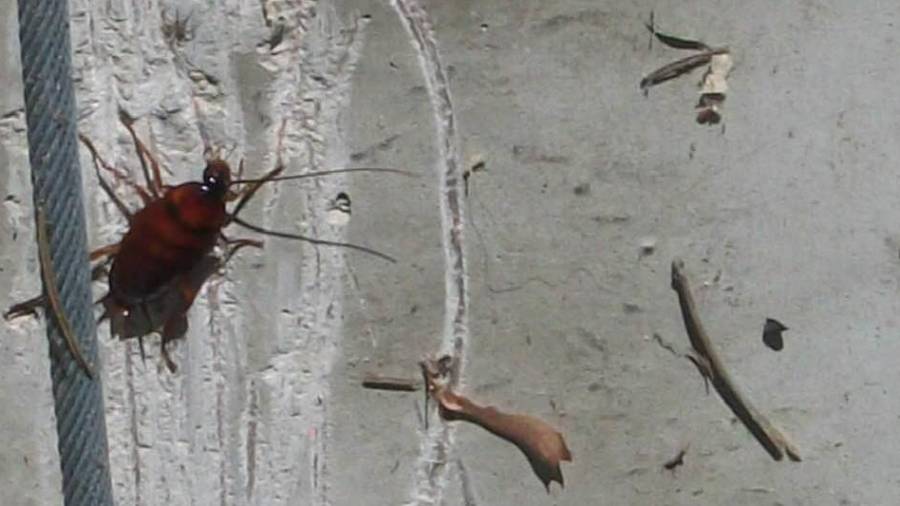 Imagen de una cucaracha ayer, en una pared muy próxima al CAP de Sant Salvador. Foto: Cedida