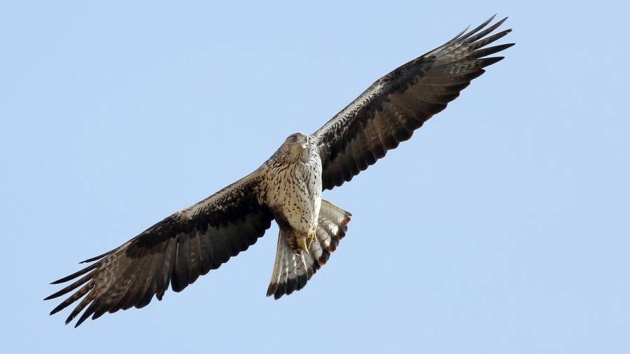 Imagen de una de las águilas perdiceras de Vandellòs. FOTO: Cedida