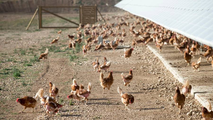 En Ous Roig las gallinas pueden salir al exterior siempre que quieran. La imagen es de la granja de La Galera. FOTO: Joan Revillas