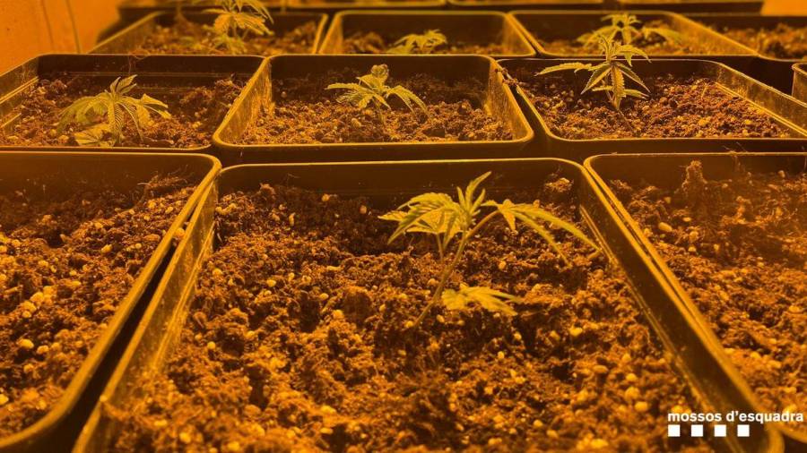Una plantación de marihuana de interior descubierta en un piso de la Zona Franca de Barcelona, donde había hasta 361 plantas. FOTO: MOSSOS D'ESQUADRA