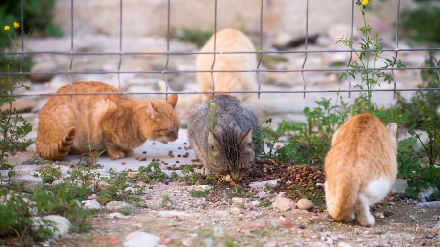 Colònia de gats salvatges menjant pinso al carrer. FOTO: Joan Revillas
