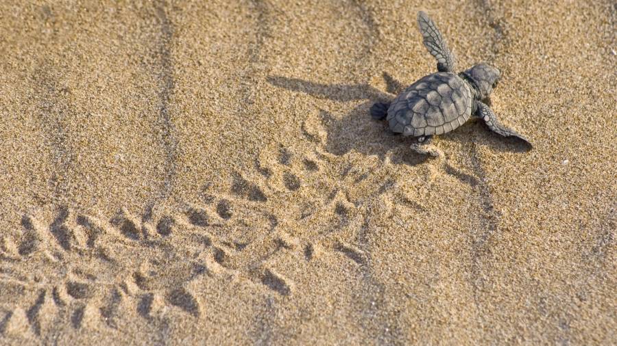 Un pequeño ejemplar de tortuga boba tras salir del huevo en busca del mar. FOTO: DT