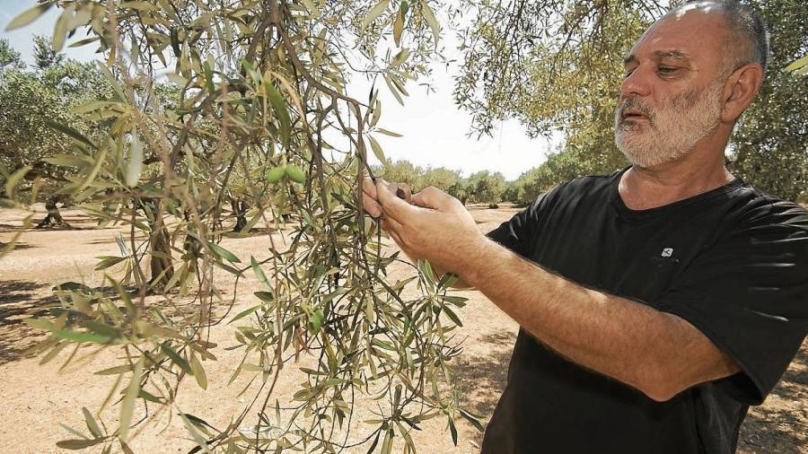 Hilari Curto mostrant l’estat actual d’un camp d’oliveres a la comarca del Baix Ebre, ahir. FOTO: Joan Revillas