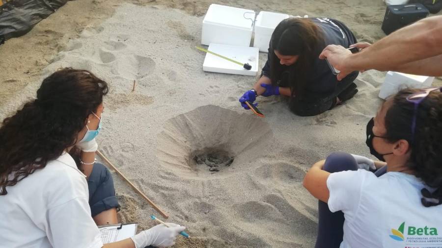 Imagen de algunas de las tortugas nacidas en Tarragona. Cedida