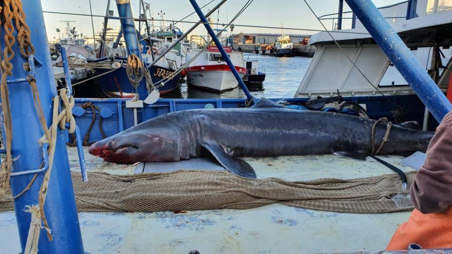 Imagen del ejemplar adulto de tiburón en la embarcación atracada en el Port. FOTO: dt