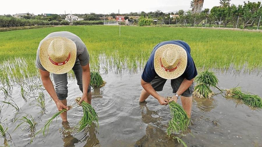 Demostració de com es planta l’arròs manualment en un dels camps d’arròs de Nomen. FOTO: Joan Revillas