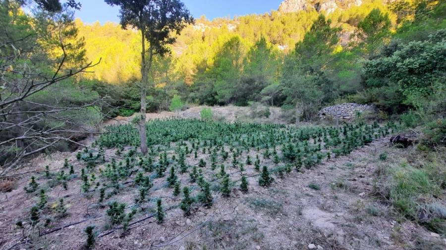 Plantación de marihuana descubierta el pasado mes de agosto en el término de Vandellòs i L’Hospitalet de l’Infant. FOTO: MOSSOS