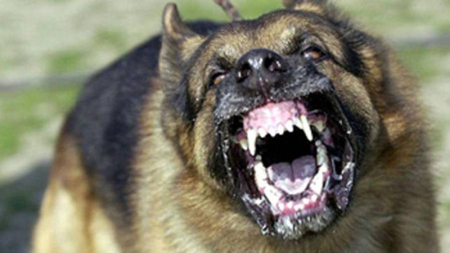 Un perro deja en estado crítico a una mujer en Sant Bartomeu de Grau