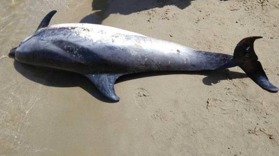 Imagen de archivo de un delfín muerto en Cambrils
