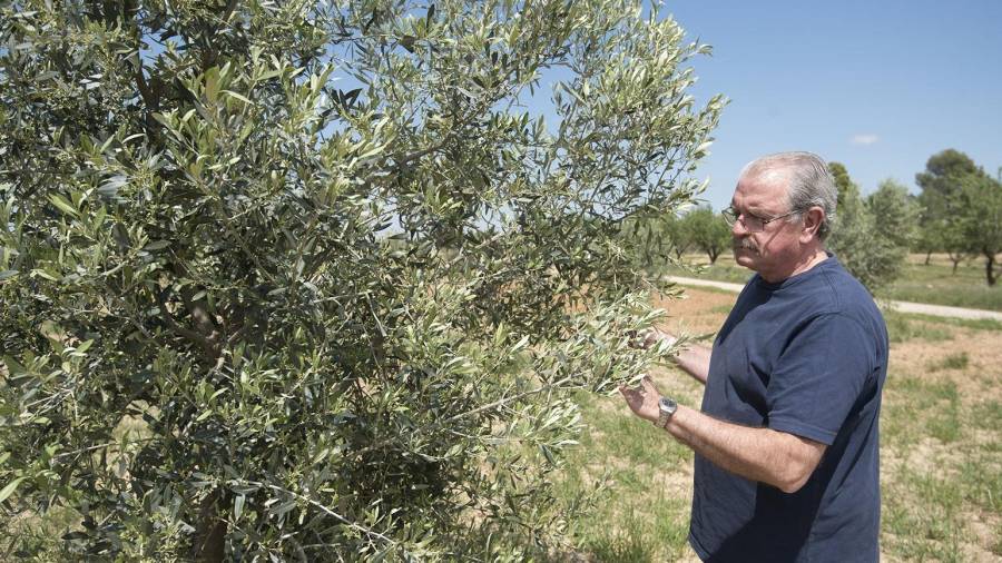 Alberto Barrobes, al frente del cultivo y de la elaboración del aceite Montsagre, con uno de sus olivos. FOTO: Joan Revillas