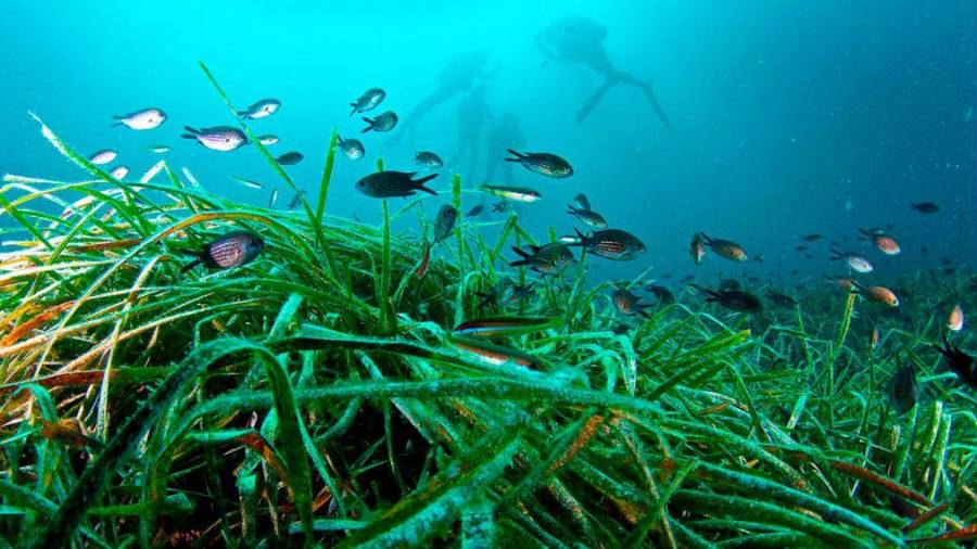 La posidonia es una planta vital para el ciclo marino.