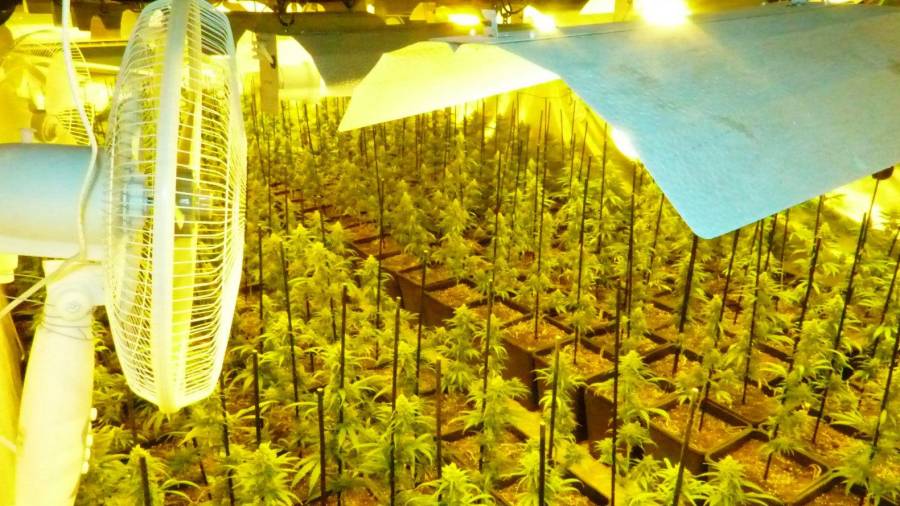 Desmantellen una plantació d'unes 1.300 plantes de marihuana a Prades. Foto: M.E.