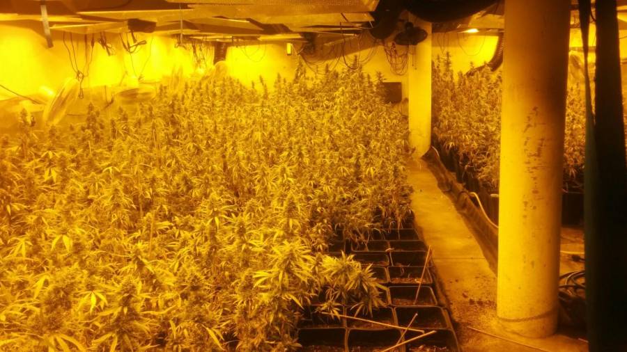 Foto de una de las dependencias de la casa de Cambrils con las plantas de marihuana. FOTO: DT