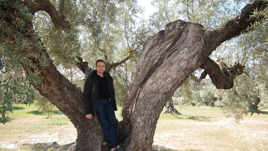 Toni Beltran en su finca en Horta de Sant Joan, donde están los olivos con los que producen el Aceite Identidad. FOTO: Joan Revillas
