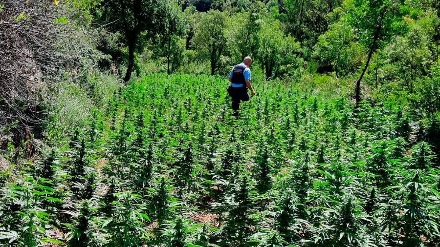 Imatge d'una plantació de marihuana a Querol. Foto: Mossos