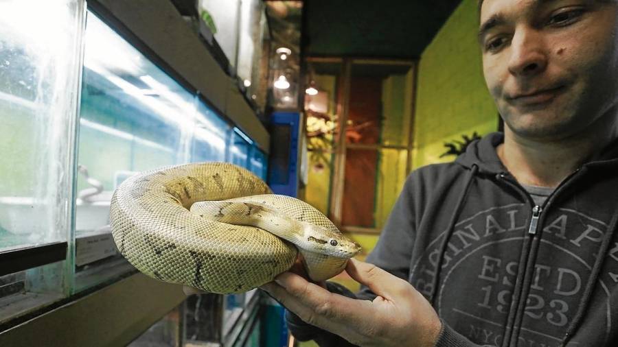 Agustín Pacheco en la tienda Tarraco Exotic con un ejemplar de serpiente pitón bola en sus manos.