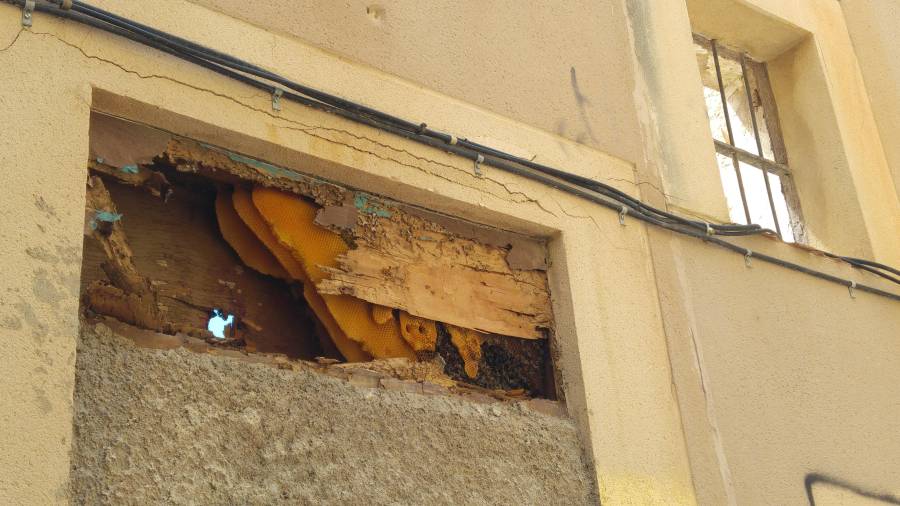 El enjambre de abejas en la calle Arc d’en Toda, poco antes de ser retirado.. FOTO: dt