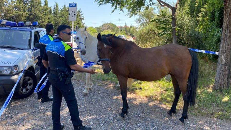 Imagen de los dos caballos atrapados por los agentes de la Guàrdia Urbana. Foto. G.U.