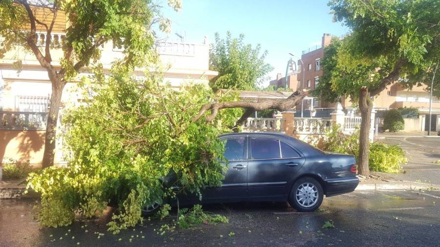 Imagen de un árbol que ha caído encima de un coche en Reus. FOTO: A.M.