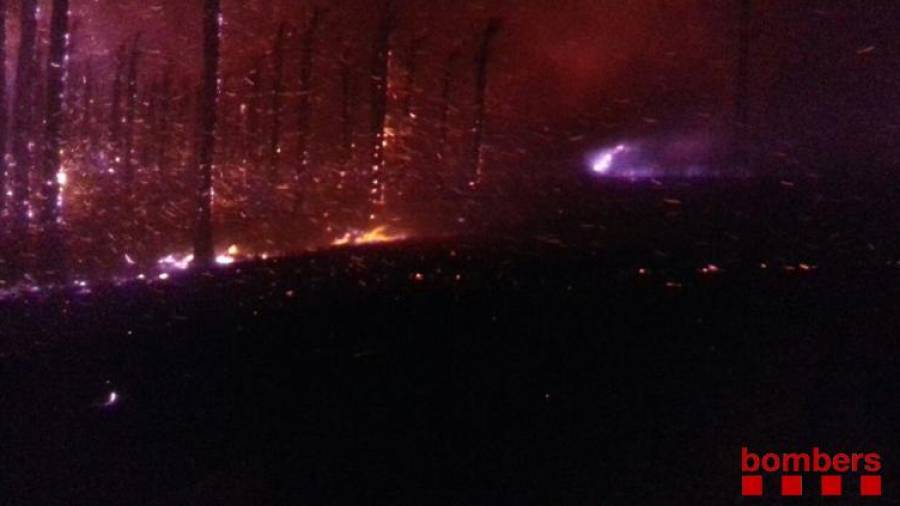 L'incendi ha afectat a unes palmeres prop de la T-340, a Deltebre. Foto: @bombers