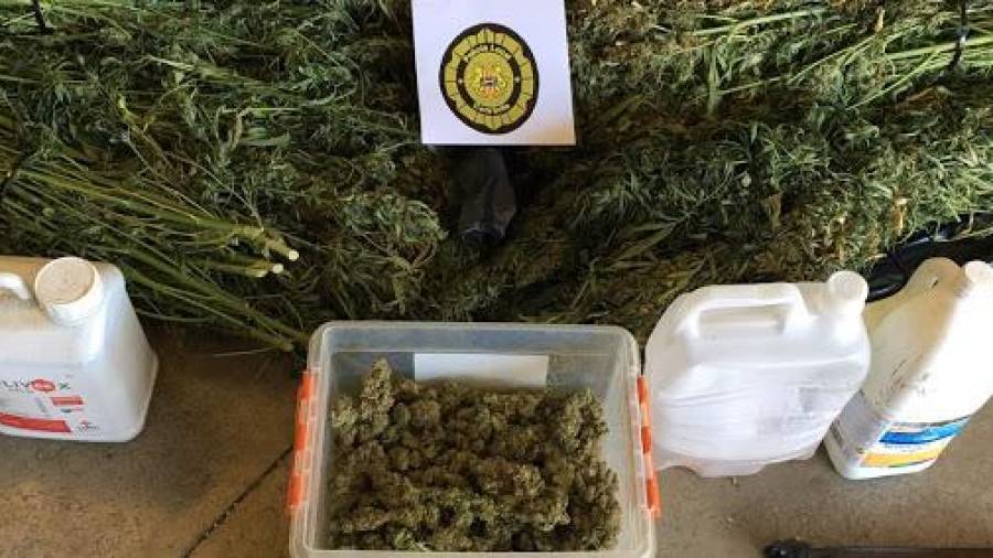 La marihuana confiscada por la Policía Local de Cambrils.