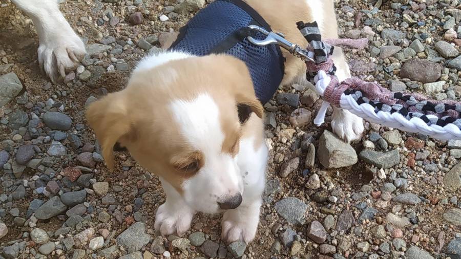 Buscan un cachorro de beagle robado en Riudoms