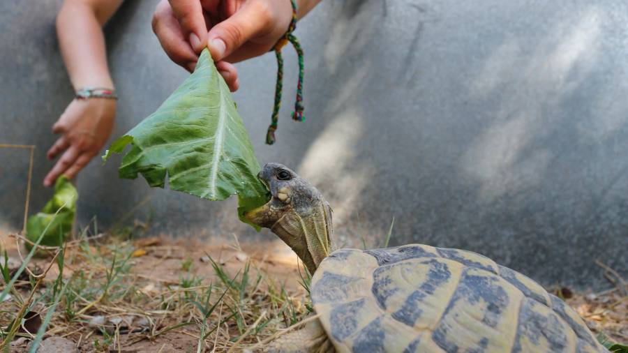 Un grupo de jóvenes da de comer a una tortuga de tierra.