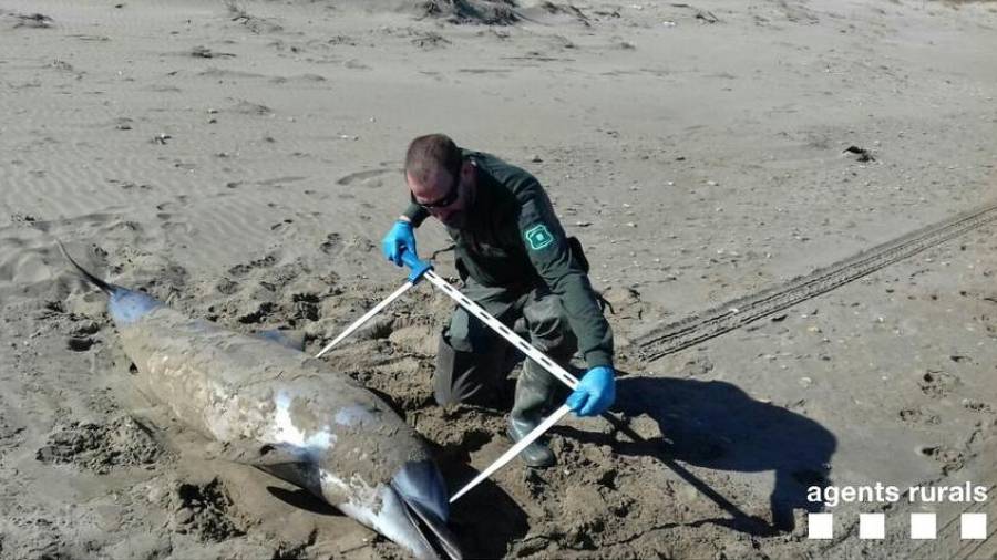 Un agente toma medidas al ejemplar de delfín fallecido en Deltebre y encontrado este lunes.
