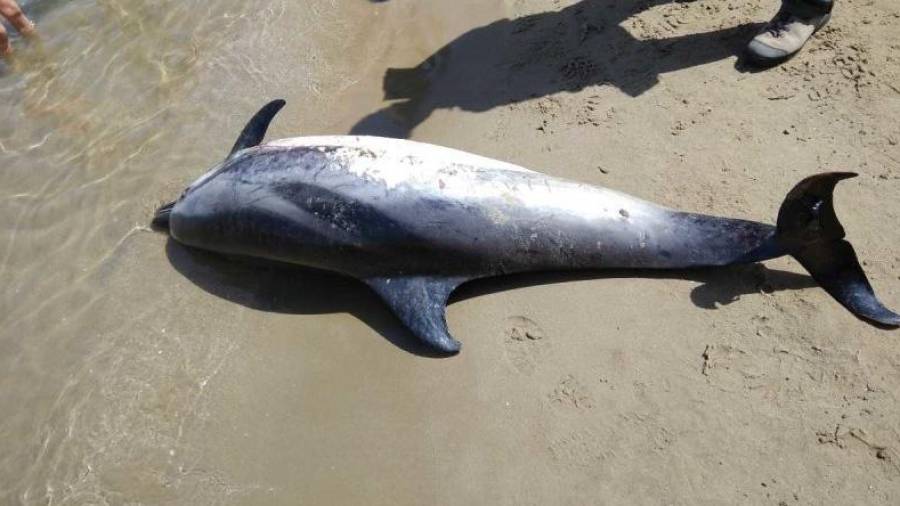 Imagen de uno de los delfines encontrados el año pasado en las costas tarraconenses.