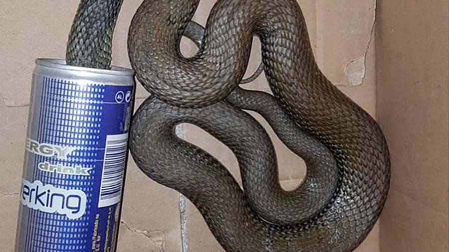 La serpiente atrapada en la lata de refresco. FOTO: Agents Rurals