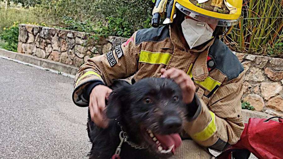 Un bomber amb el gos. Foto: Bombers de la Generalitat