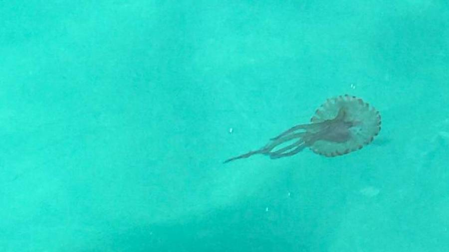 Imagen de una de las medusas que han llegado a la costa tarraconense. DT