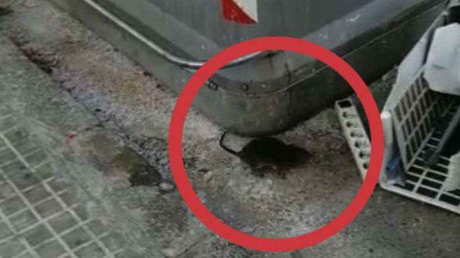 Un roedor cerca de un contenedor del barrio de Bonavista, hace unos días. FOTO: Cedida