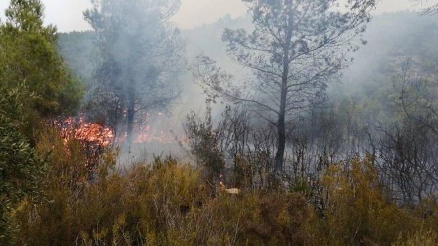 El foc ha cremat una zona boscosa. Foto: Bombers de la Generalitat