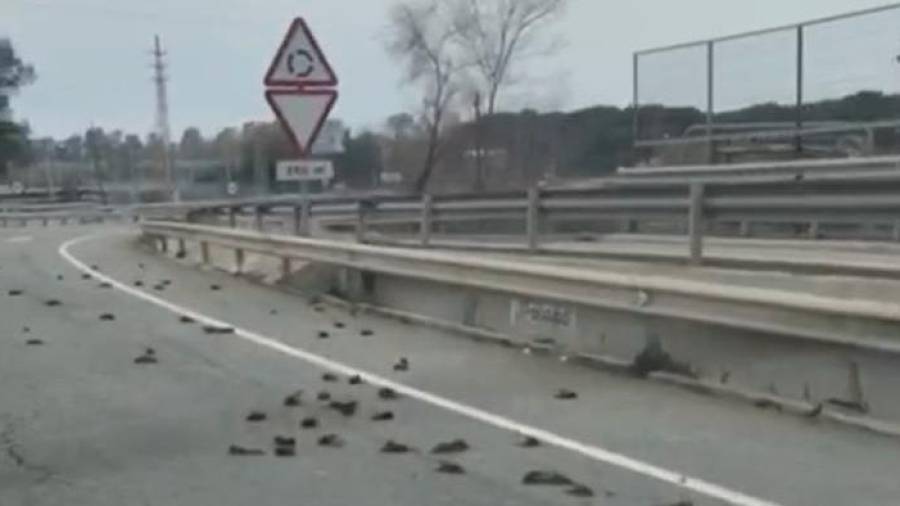 Pájaros muertos en la carretera entre Tarragona y Salou. FOTO: DT